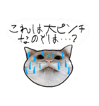 ハク様【飲みにけーしょん】（個別スタンプ：36）