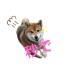 柴犬ポン太☆ちょいギャル！？（個別スタンプ：1）