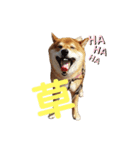 柴犬ポン太☆ちょいギャル！？（個別スタンプ：2）