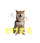 柴犬ポン太☆ちょいギャル！？（個別スタンプ：5）
