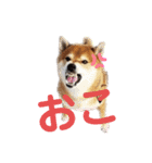 柴犬ポン太☆ちょいギャル！？（個別スタンプ：6）