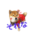 柴犬ポン太☆ちょいギャル！？（個別スタンプ：7）