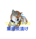 柴犬ポン太☆ちょいギャル！？（個別スタンプ：8）