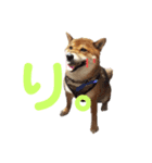 柴犬ポン太☆ちょいギャル！？（個別スタンプ：9）