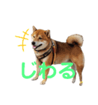 柴犬ポン太☆ちょいギャル！？（個別スタンプ：10）