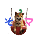 柴犬ポン太☆ちょいギャル！？（個別スタンプ：11）
