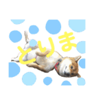 柴犬ポン太☆ちょいギャル！？（個別スタンプ：14）