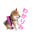 柴犬ポン太☆ちょいギャル！？（個別スタンプ：15）
