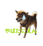 柴犬ポン太☆ちょいギャル！？（個別スタンプ：16）
