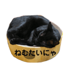 黒猫タケルくん（個別スタンプ：7）