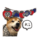 柴犬ヤンと仲間達（個別スタンプ：1）