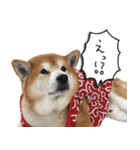 柴犬ヤンと仲間達（個別スタンプ：2）