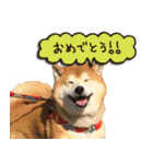 柴犬ヤンと仲間達（個別スタンプ：3）