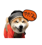 柴犬ヤンと仲間達（個別スタンプ：4）