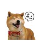 柴犬ヤンと仲間達（個別スタンプ：5）