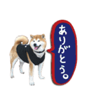 柴犬ヤンと仲間達（個別スタンプ：6）