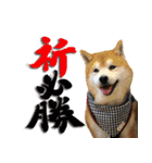 柴犬ヤンと仲間達（個別スタンプ：7）
