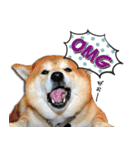 柴犬ヤンと仲間達（個別スタンプ：8）