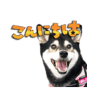柴犬ヤンと仲間達（個別スタンプ：9）