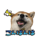 柴犬ヤンと仲間達（個別スタンプ：10）