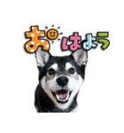 柴犬ヤンと仲間達（個別スタンプ：11）