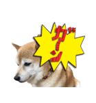 柴犬ヤンと仲間達（個別スタンプ：13）
