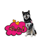 柴犬ヤンと仲間達（個別スタンプ：14）