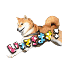 柴犬ヤンと仲間達（個別スタンプ：15）