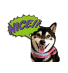 柴犬ヤンと仲間達（個別スタンプ：16）