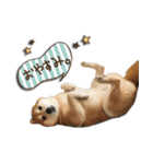 柴犬ヤンと仲間達（個別スタンプ：17）