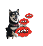 柴犬ヤンと仲間達（個別スタンプ：19）
