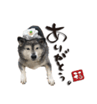 柴犬ヤンと仲間達（個別スタンプ：21）