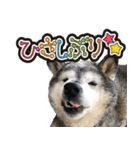 柴犬ヤンと仲間達（個別スタンプ：22）
