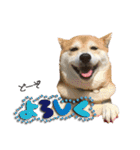 柴犬ヤンと仲間達（個別スタンプ：23）