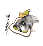 柴犬ヤンと仲間達（個別スタンプ：25）