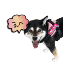柴犬ヤンと仲間達（個別スタンプ：28）