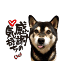柴犬ヤンと仲間達（個別スタンプ：29）