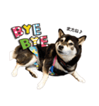 柴犬ヤンと仲間達（個別スタンプ：30）