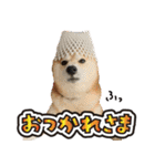 柴犬ヤンと仲間達（個別スタンプ：31）