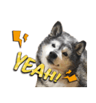 柴犬ヤンと仲間達（個別スタンプ：32）