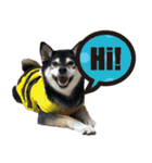 柴犬ヤンと仲間達（個別スタンプ：33）