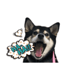 柴犬ヤンと仲間達（個別スタンプ：34）