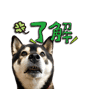 柴犬ヤンと仲間達（個別スタンプ：35）