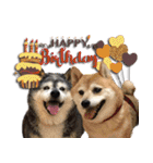 柴犬ヤンと仲間達（個別スタンプ：36）