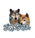 柴犬ヤンと仲間達（個別スタンプ：37）