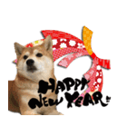 柴犬ヤンと仲間達（個別スタンプ：40）
