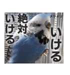 すぺしゃるとりずらいふ（個別スタンプ：2）