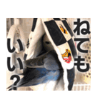 すぺしゃるとりずらいふ（個別スタンプ：12）