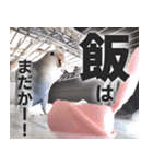 すぺしゃるとりずらいふ（個別スタンプ：17）