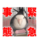 すぺしゃるとりずらいふ（個別スタンプ：20）